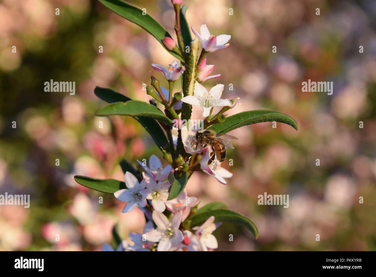 Biene auf Blüte Stockfoto
