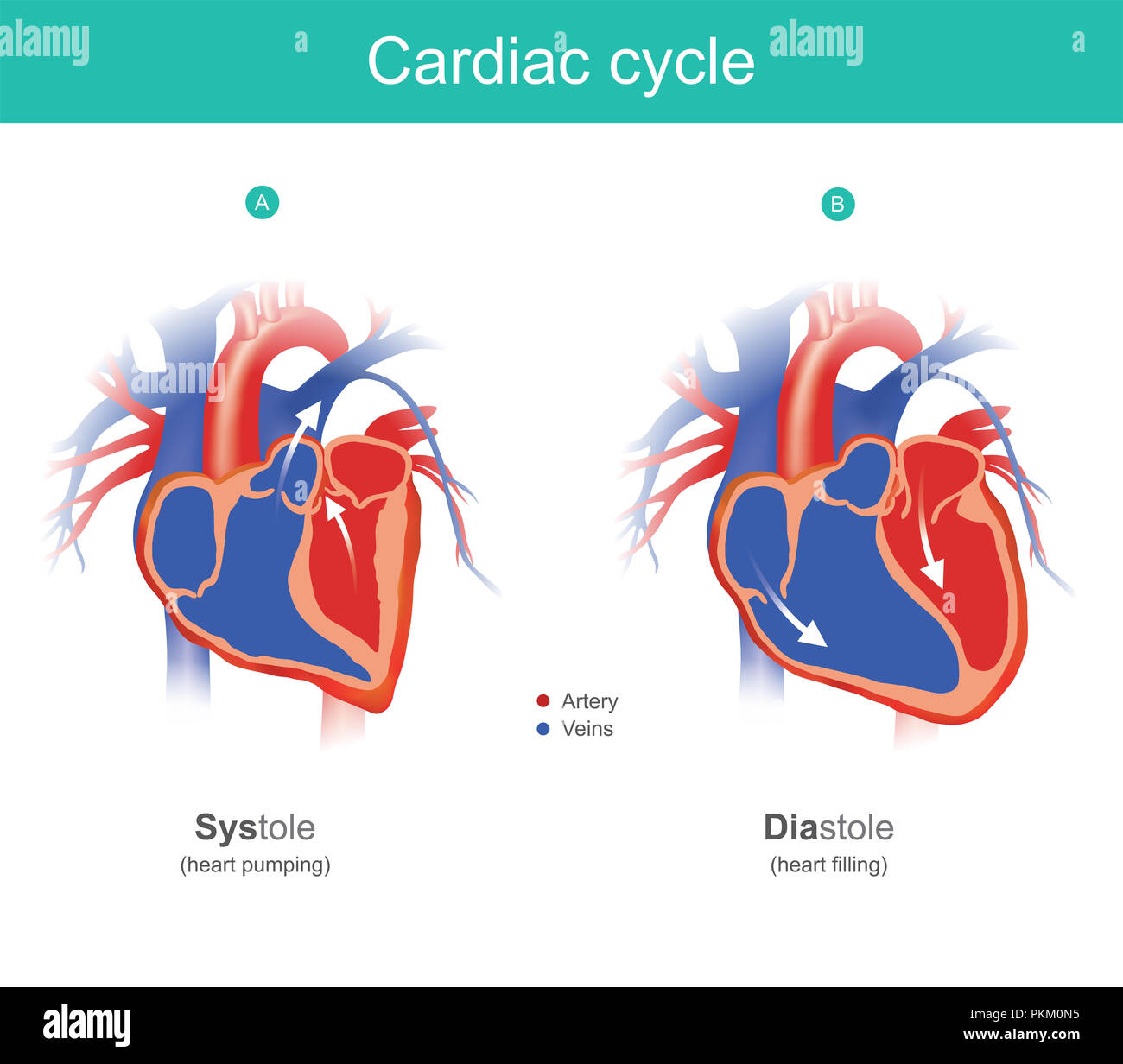 Das Herz ist das Organ des menschlichen Körpers, pumpt das Blut in den Körper. Anatomie Infografik. Stockfoto