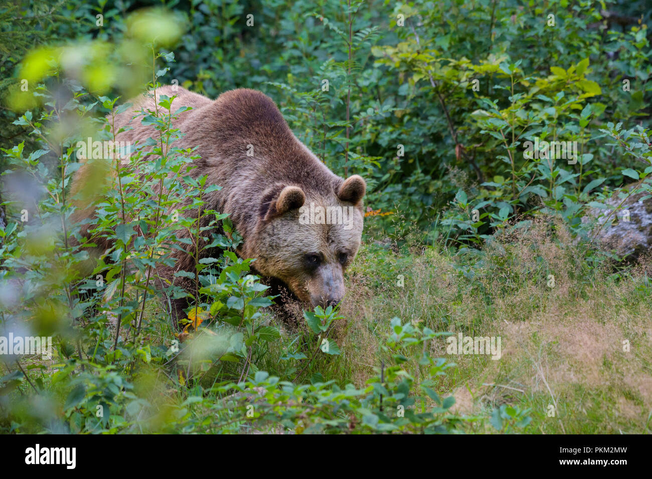 Europäischen Braunbären, Ursus arctos, Bayern, Deutschland Stockfoto