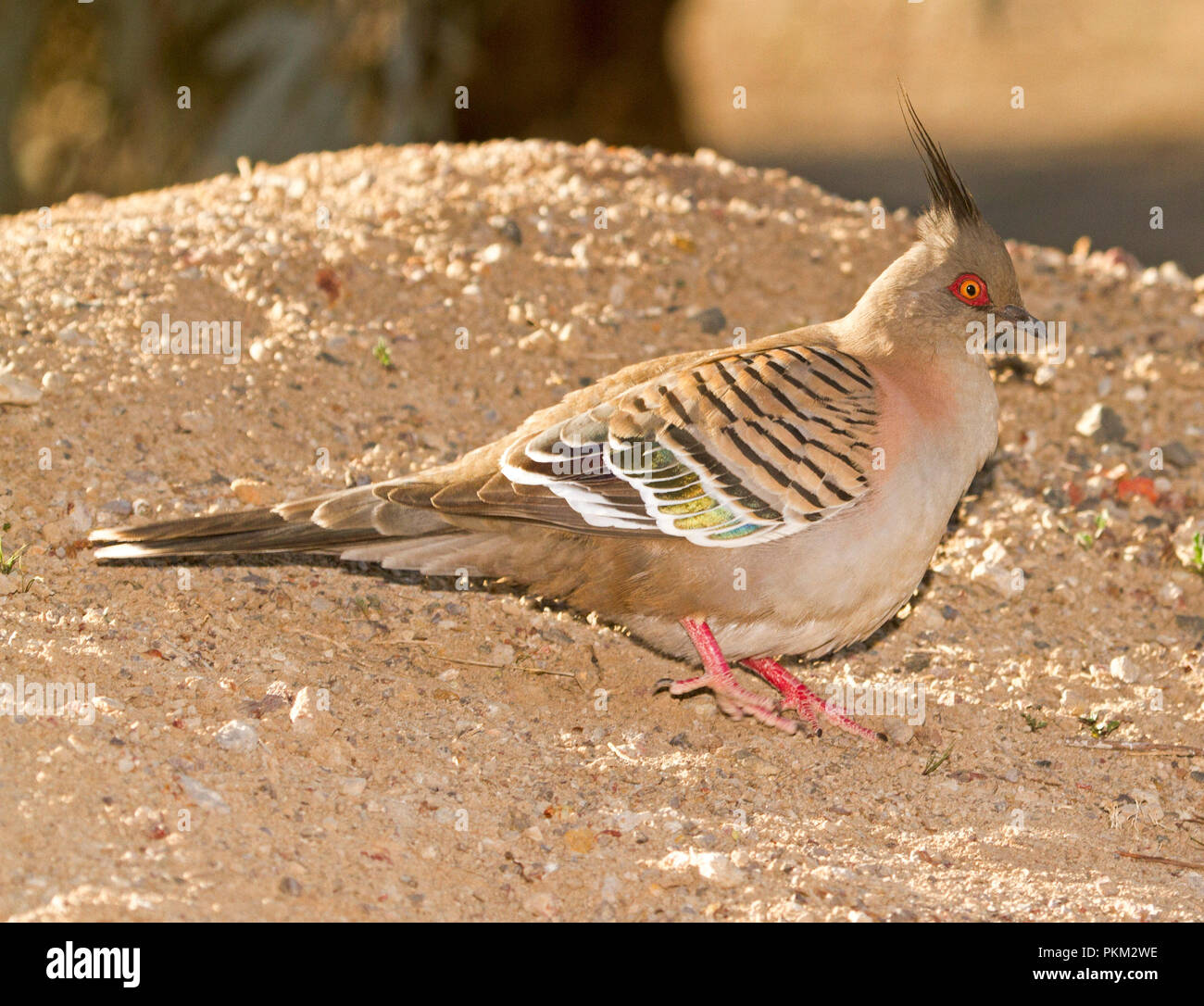 Australische crested Pigeon, Ocyphaps lophotes, im Outback Stadt Bourke NSW Stockfoto