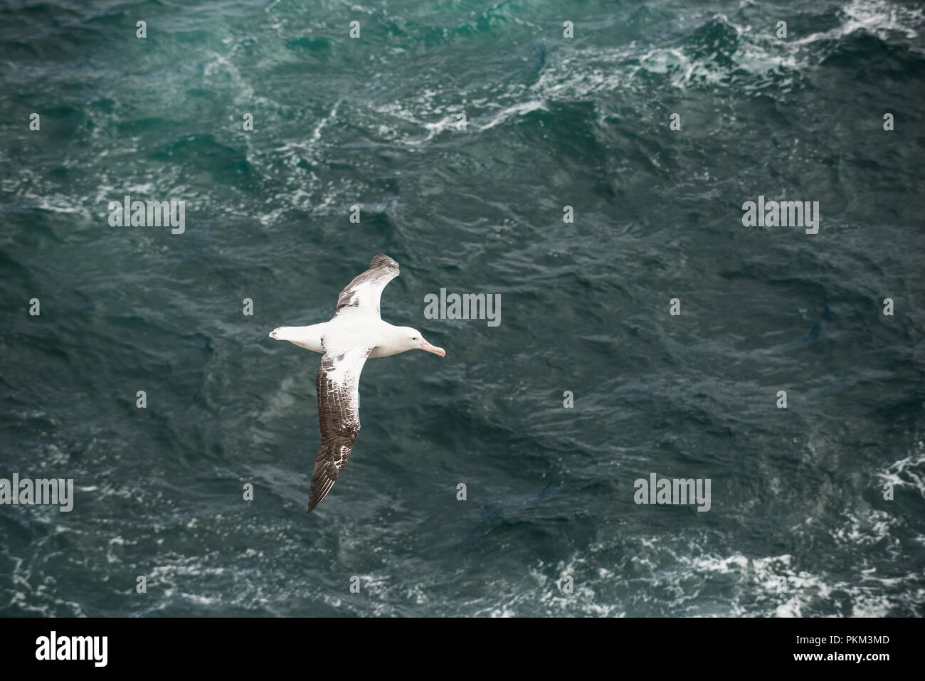 Ein erwachsenes Männchen Wanderalbatross im Flug über den Ozean in South Georgia, Antarktis, gesehen von oben Stockfoto