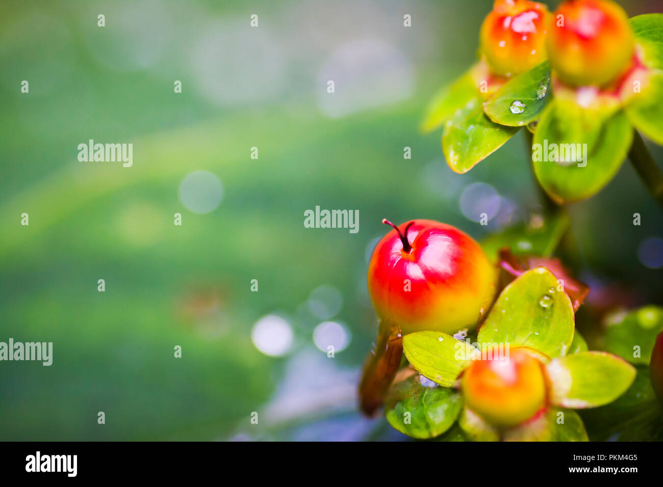 Rote Herbst Beeren Stockfoto