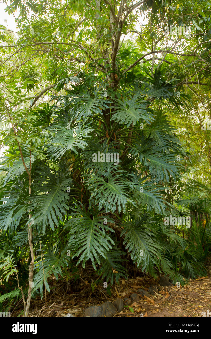 Philodendrom selloum, tropische Pflanze mit grossen, dunkelgrünen Blätter Stockfoto