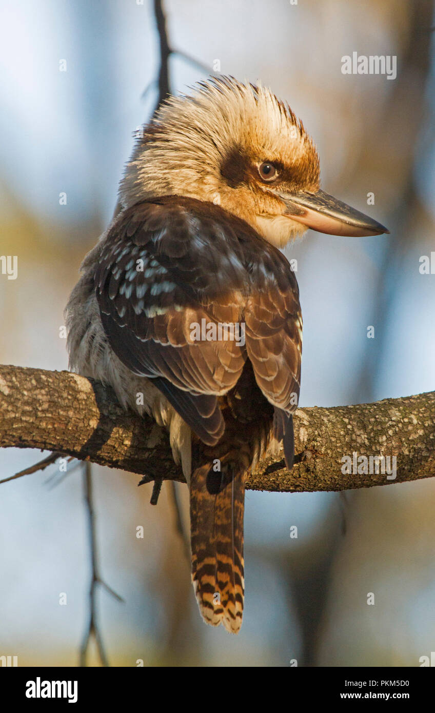 Australische laughing Kookaburra, Dacelo novaeguineae, auf Zweig des Baumes in der Morgendämmerung im Crows Nest National Park, Queensland Stockfoto