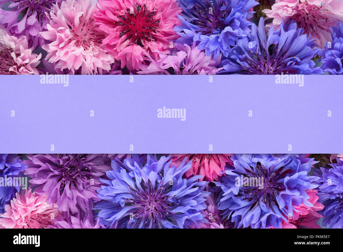 Hintergrund mit Kornblumen und Leere violett Papier Stockfoto