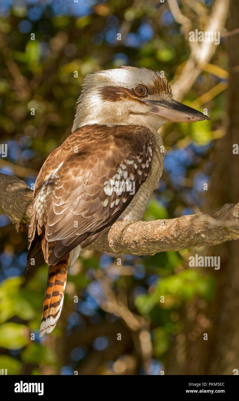 Australische laughing Kookaburra, Dacelo novaeguineae, auf Zweig des Baumes überfüllt Bay National Park NSW Stockfoto