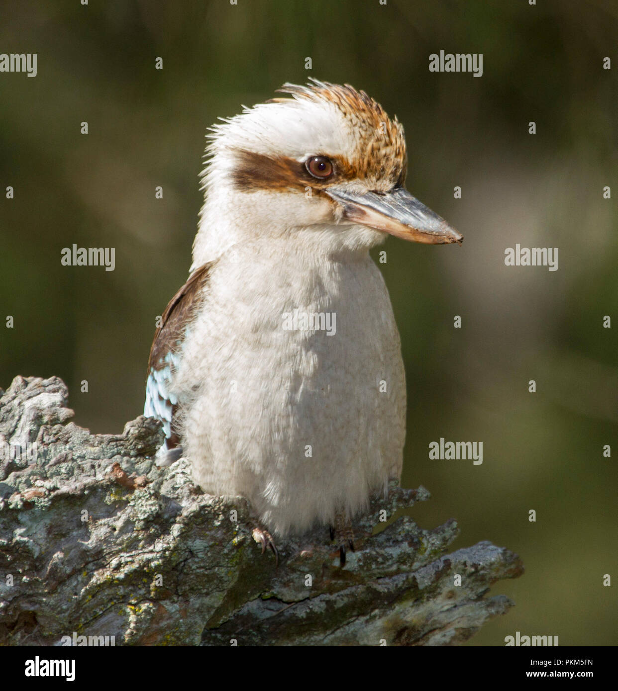 Australische laughing Kookaburra, Dacelo novaeguineae auf verwitterte einen an Towarri National Park NSW anmelden Stockfoto