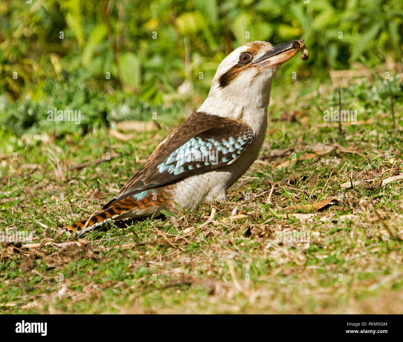 Australische laughing Kookaburra, Dacelo novaeguineae auf dem Boden nach Nahrung an Towarri National Park NSW Suche Stockfoto