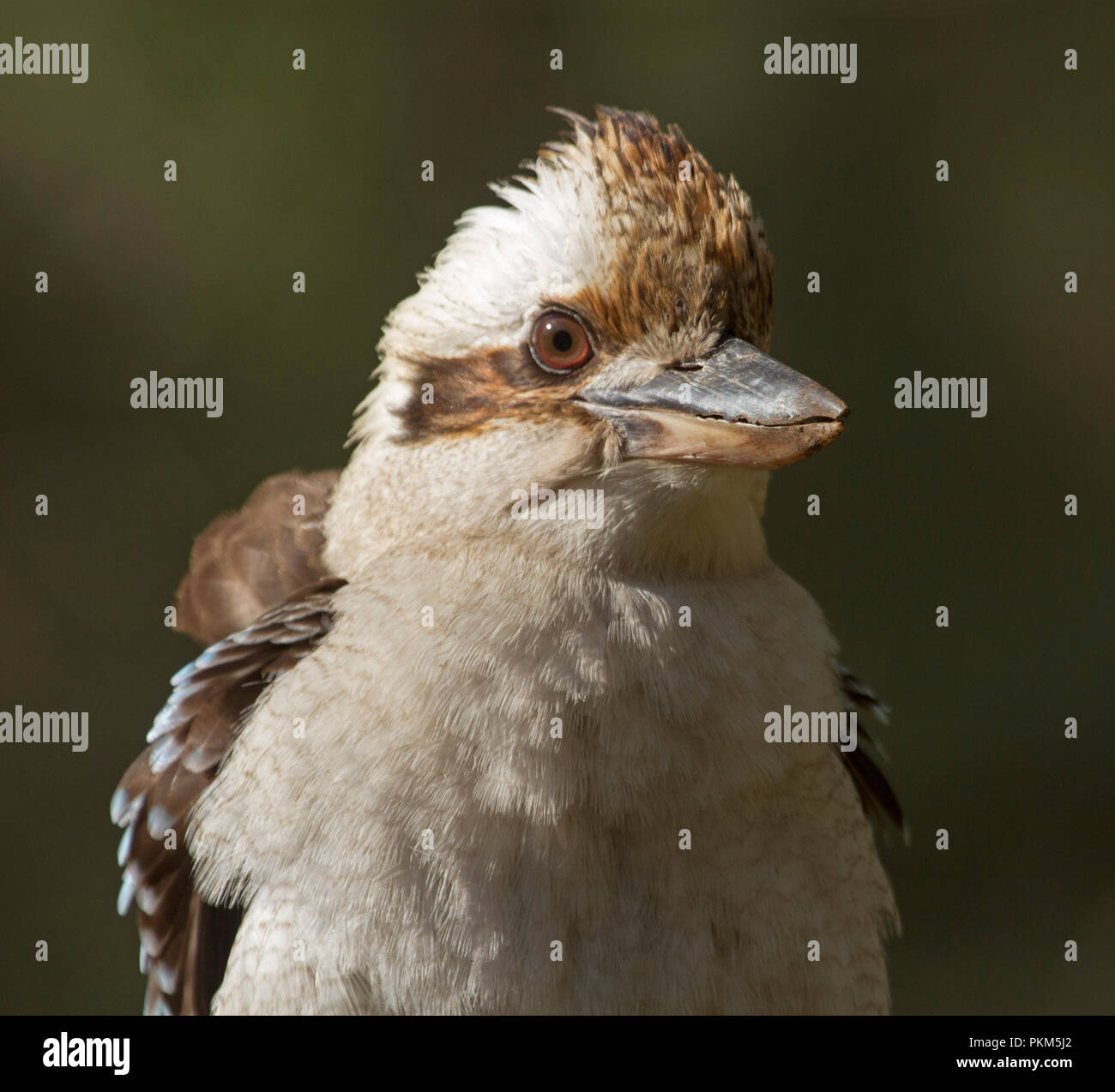 Nahaufnahme des Gesichts des Australischen laughing Kookaburra, Dacelo novaeguineae an Towarri National Park NSW Stockfoto