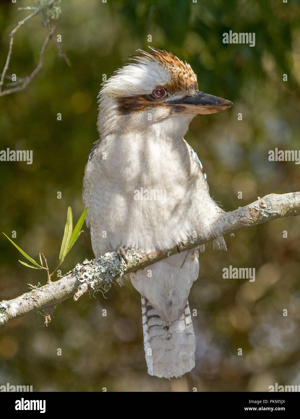 Australische laughing Kookaburra, Dacelo novaeguineae thront auf Zweig der Baum bei Towarri National Park NSW Stockfoto