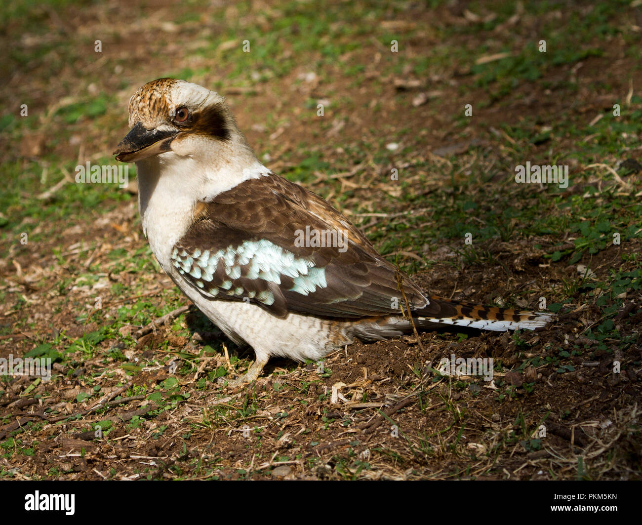 Australische laughing Kookaburra, Dacelo novaeguineae auf dem Boden nach Nahrung an Towarri National Park NSW Suche Stockfoto