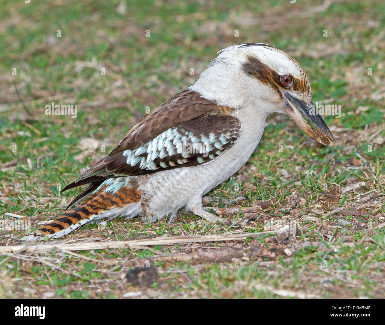 Australische laughing Kookaburra, Dacelo novaeguineae auf dem Boden nach Nahrung an Towarri National Park NSW Suche Stockfoto