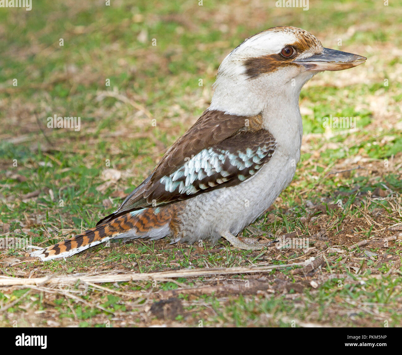 Australische laughing Kookaburra, Dacelo novaeguineae auf dem Boden nach Nahrung an Towarri National Park NSW Suche Stockfoto