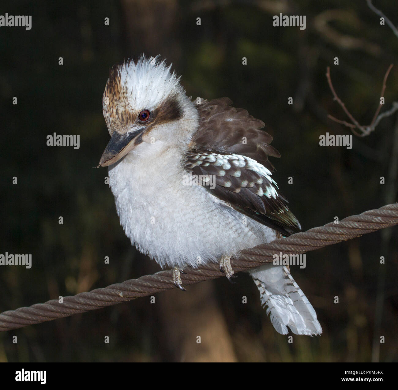 Australische laughing Kookaburra, Dacelo novaeguineae thront auf drahtseil an Towarri National Park NSW Stockfoto
