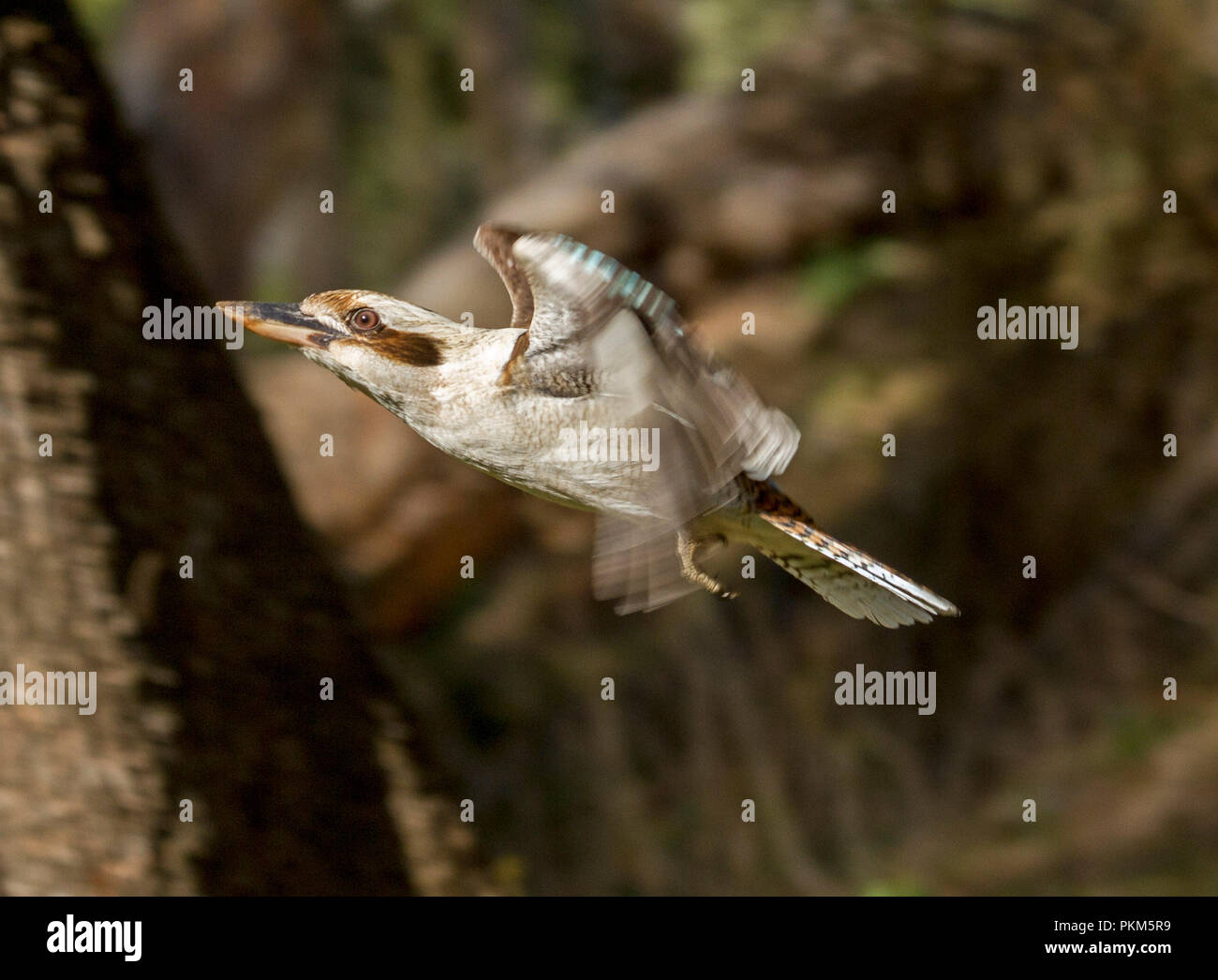 Australische laughing Kookaburra, Dacelo novaeguineae in Flug bei Towarri National Park NSW Stockfoto