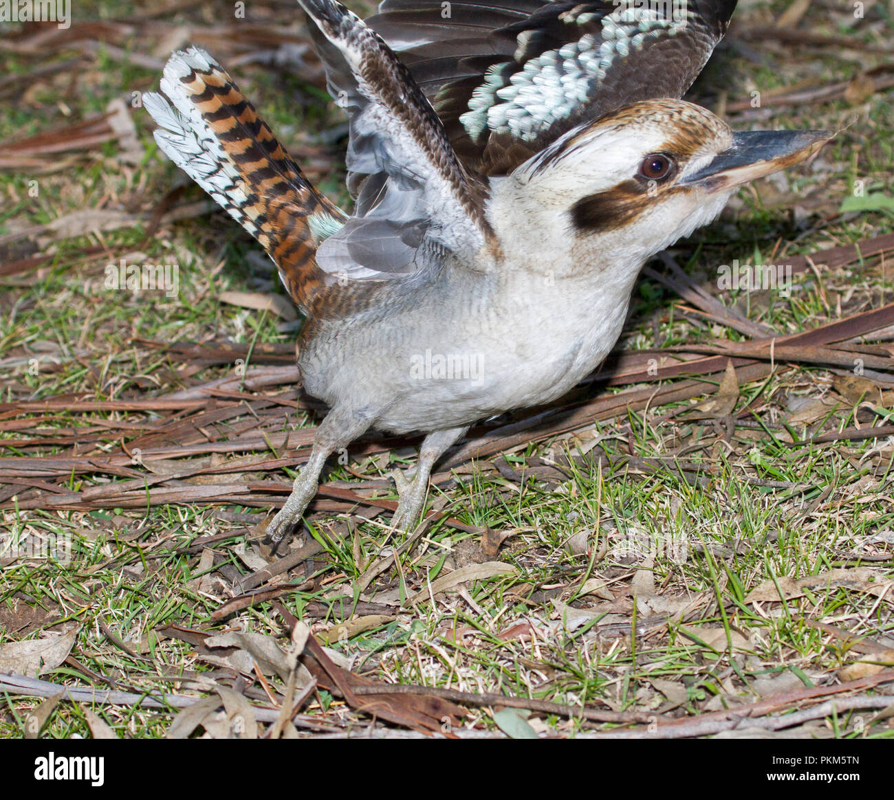 Australische laughing Kookaburra, Dacelo novaeguineae in Flug bei Towarri National Park NSW Stockfoto