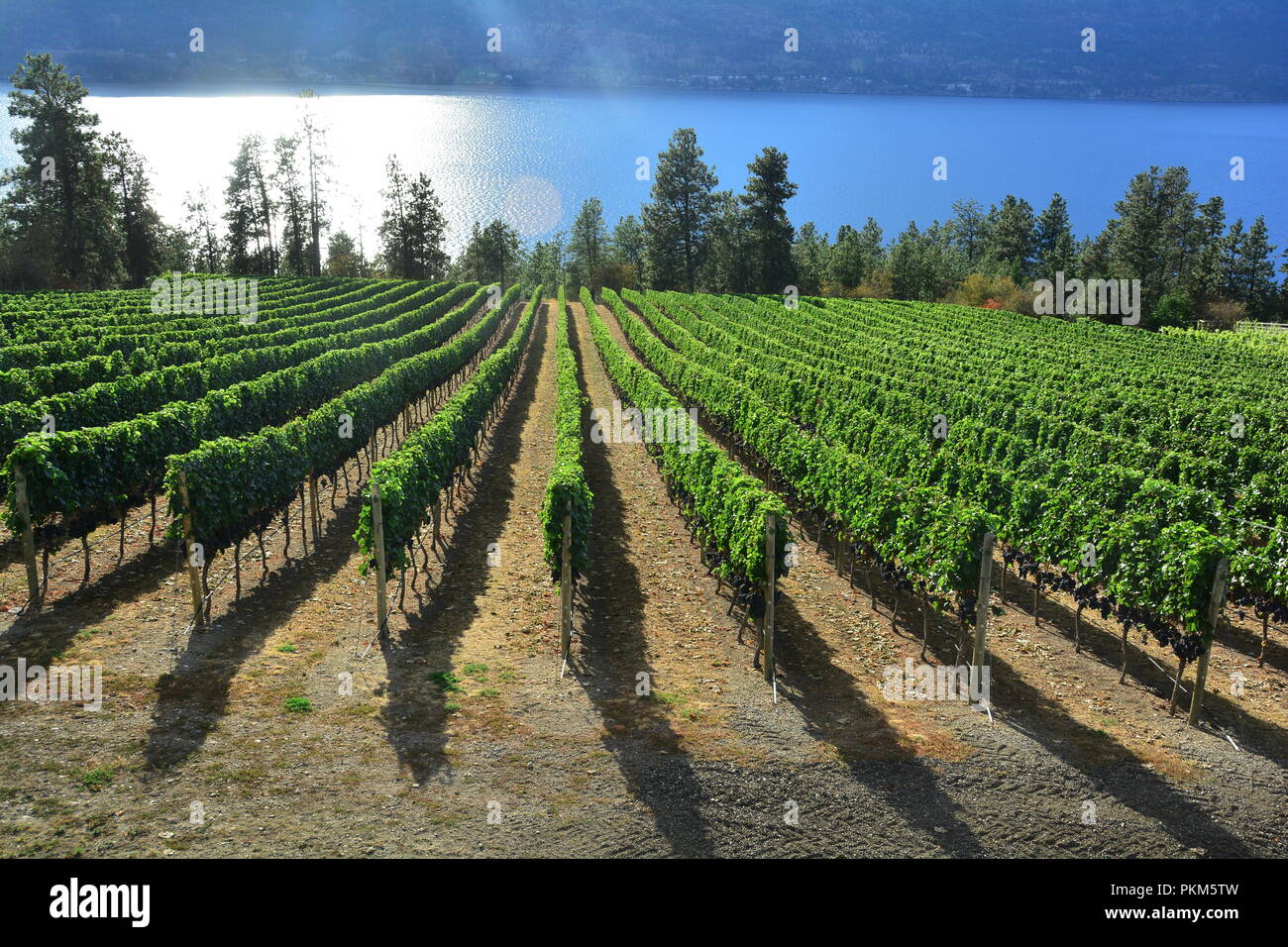 Weinberge und Weinreben der Okanagan Valley in Kelowna, BC, Kanada. Stockfoto