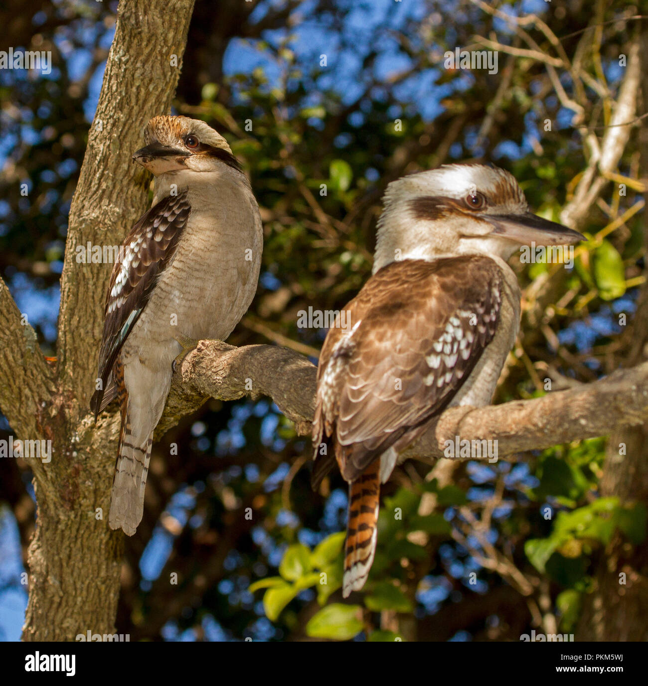 Zwei Australische lachende Kookaburras, Dacelo novaeguineae, auf Zweig des Baumes überfüllt Bay National Park NSW Stockfoto
