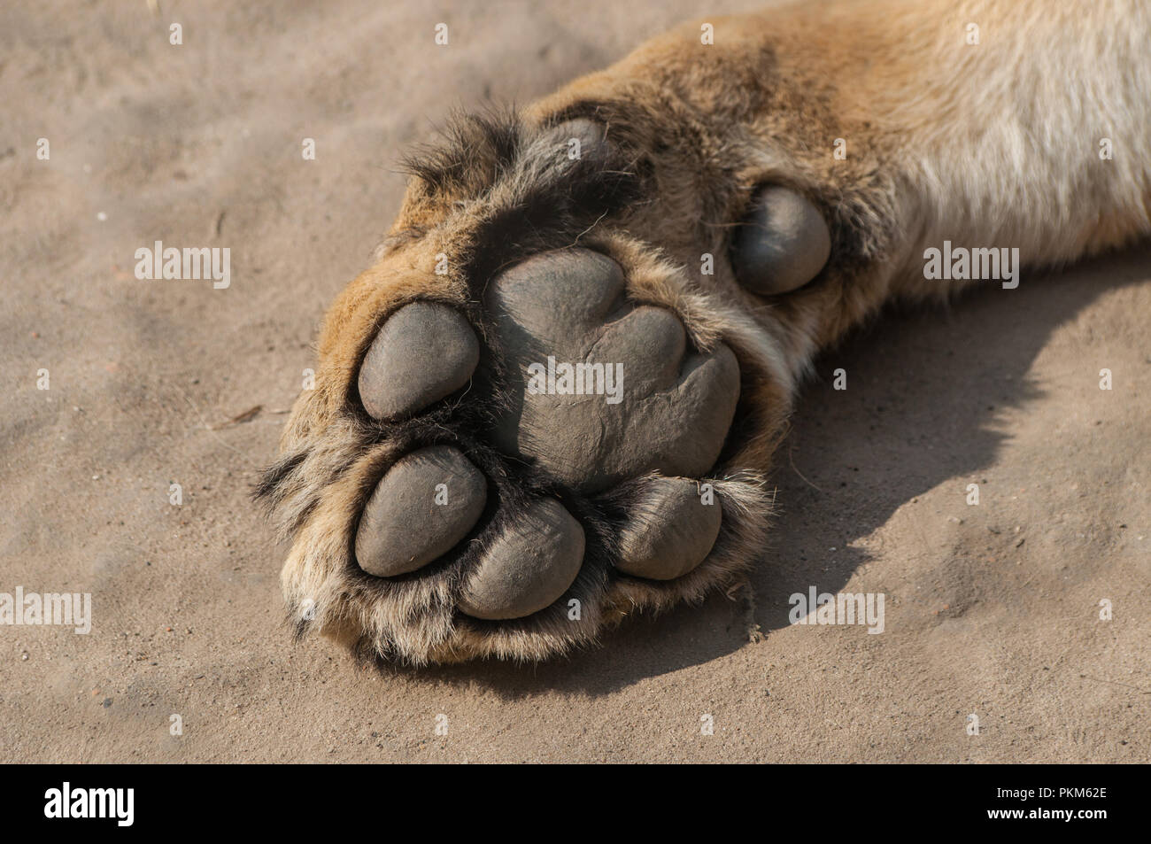 Lion's Pfote auf Sand an den Tierpark Stockfoto