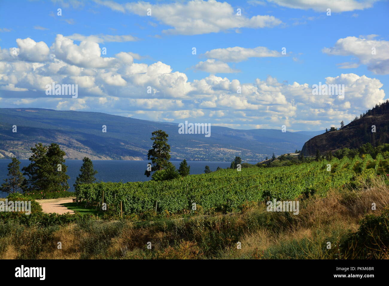 Weinberge und Reben des Okanagan Valley in Kelowna BC, Kanada. Stockfoto