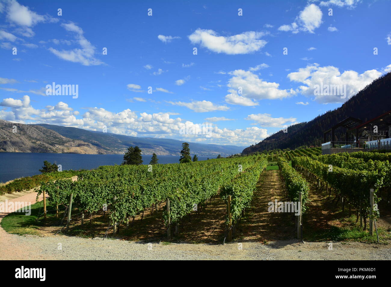 Weinberge und Reben des Okanagan Valley in Kelowna BC, Kanada. Stockfoto