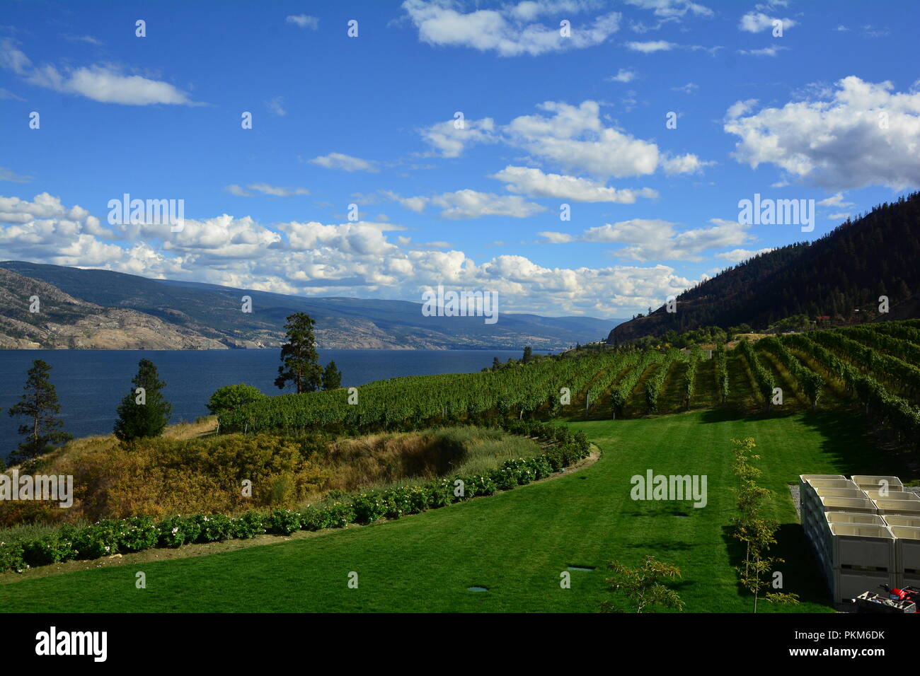 Weinberge und Reben des Okanagan Valley in Kelowna BC, Kanada. Stockfoto