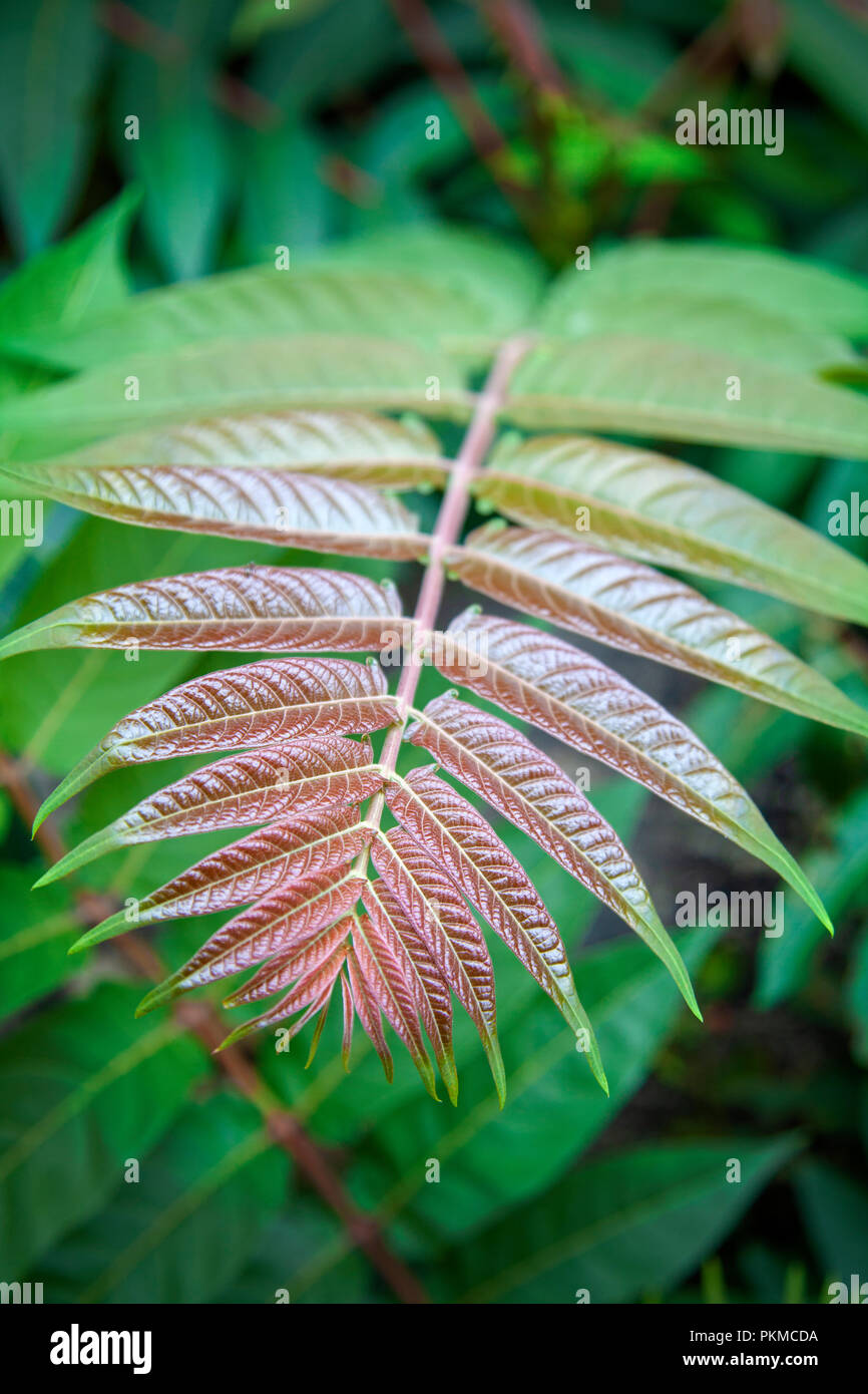 Sumach pflanze -Fotos und -Bildmaterial in hoher Auflösung – Alamy