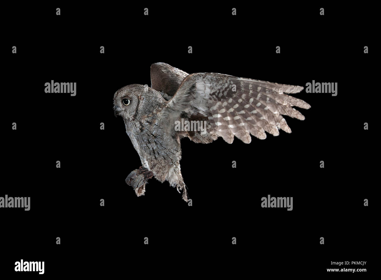 Eurasian scops Owl (Otus scops), Fliegende, High Speed Fotografie, im Flug bei Nacht Stockfoto
