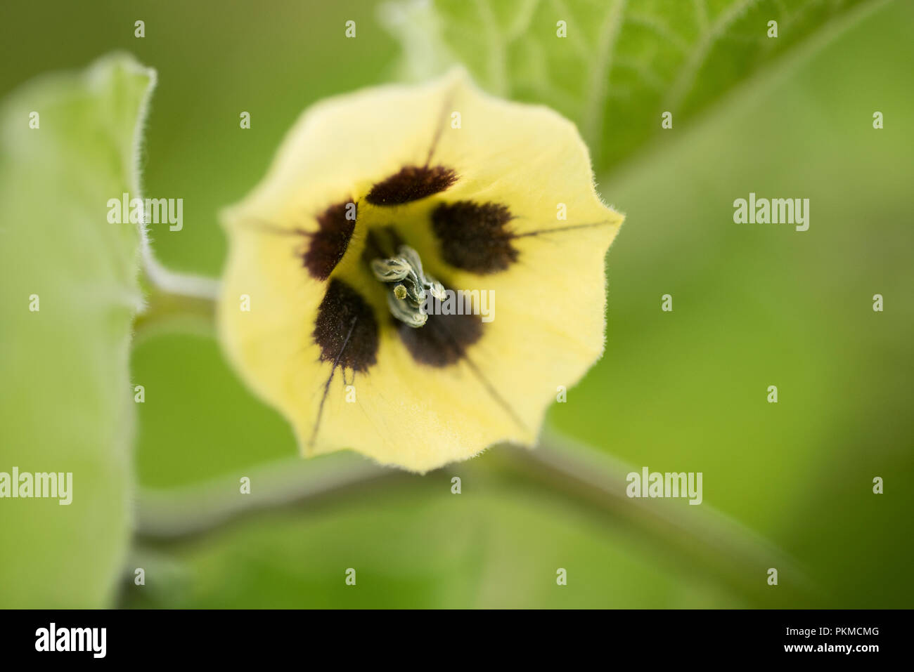 Physalis flower -Fotos und -Bildmaterial in hoher Auflösung – Alamy