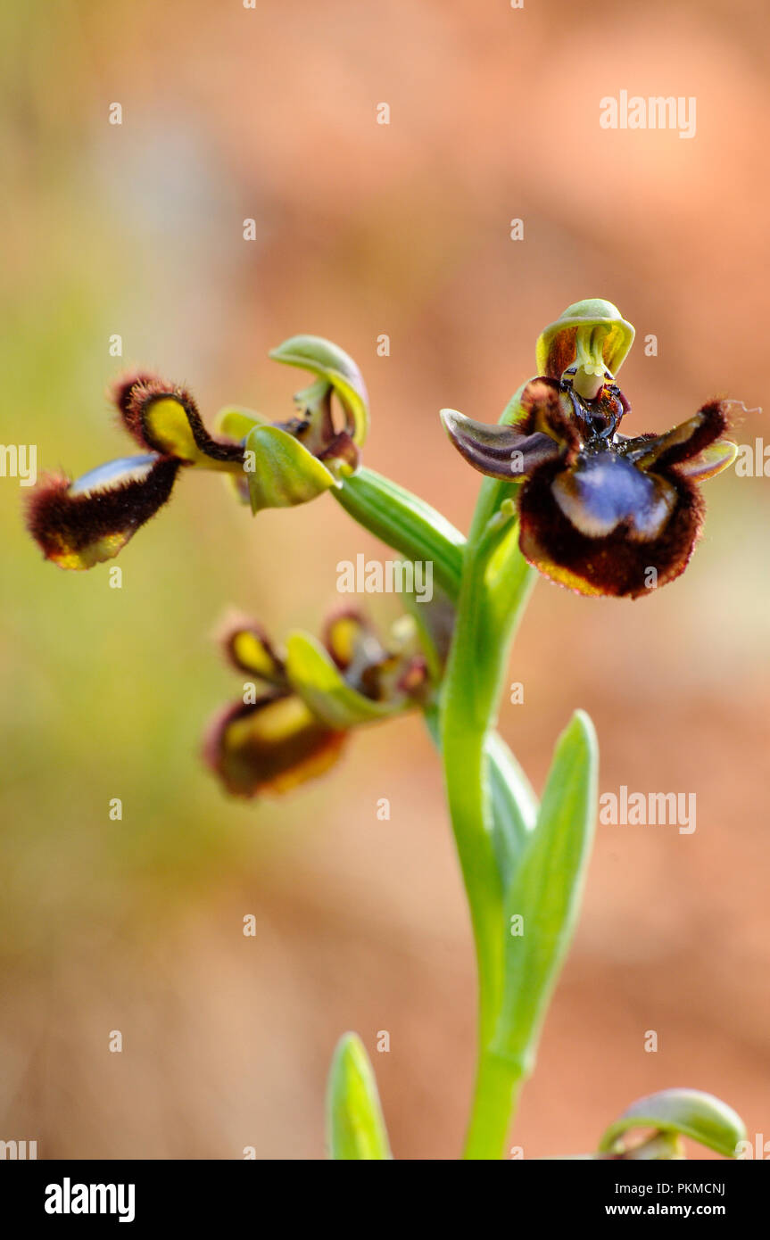 Wild Orchid aus dem südlichen Westeuropa Ophrys Speculum Stockfoto