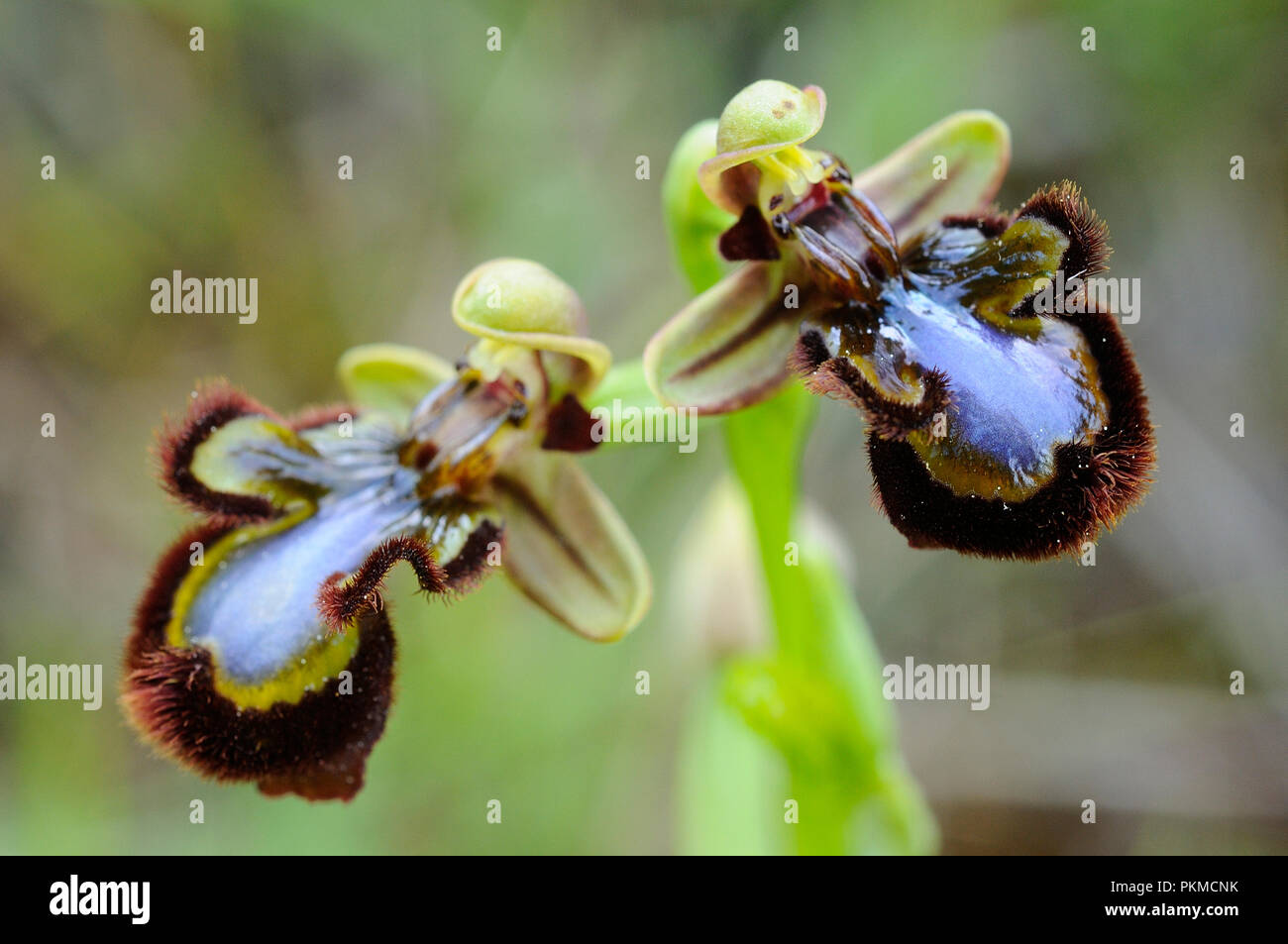 Wild Orchid aus dem südlichen Westeuropa Ophrys Speculum Stockfoto