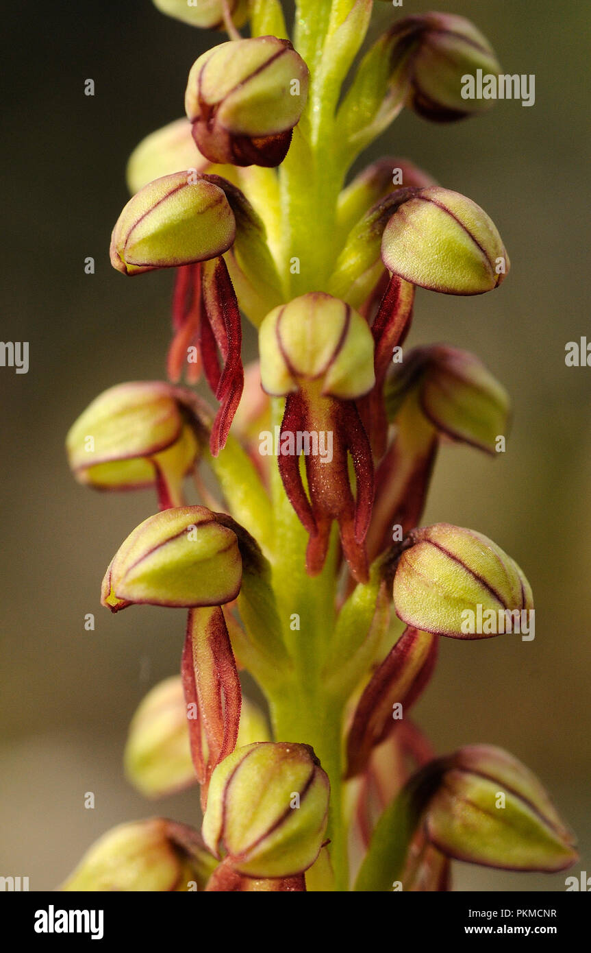 Wild Orchid aus dem westlichen Europa, Orchis anthropophora, Mann Orchidee (ehemals Aceras anthropophorum) Stockfoto