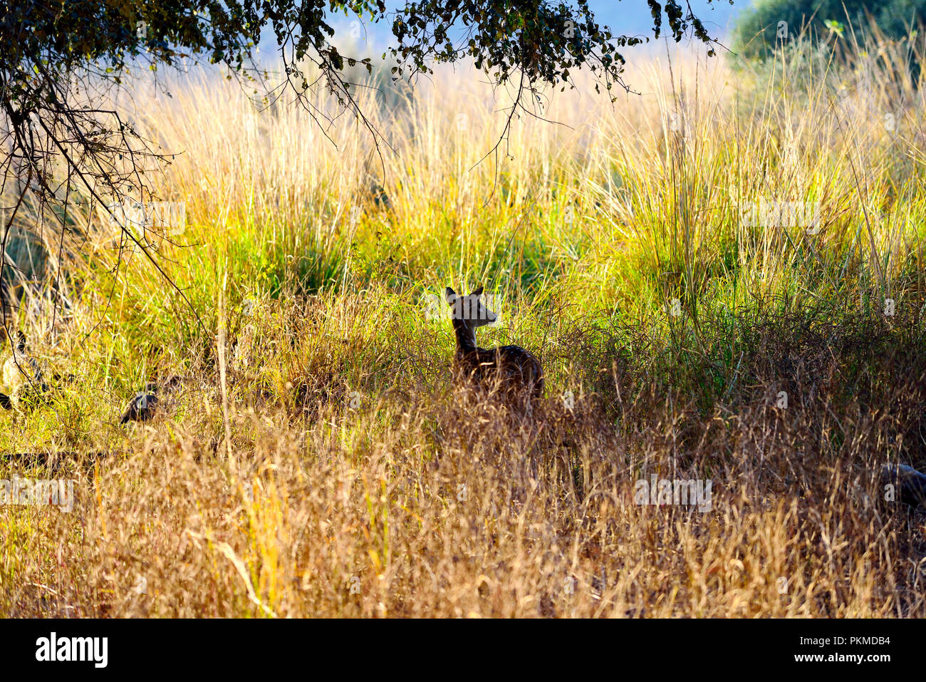 Hirsch mitten im Wald auf der Suche nach Essen, Ranthambore Stockfoto