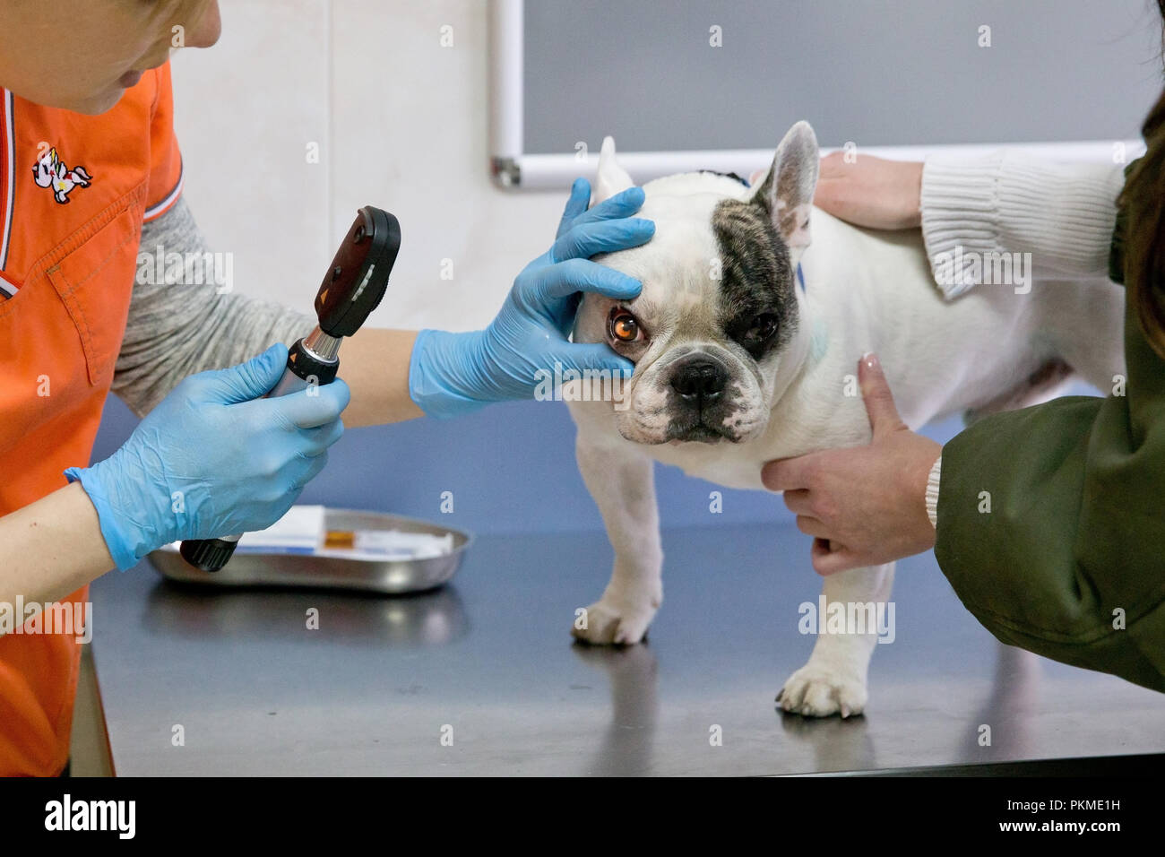 Tierarzt überprüft die Augen eines Hundes, Biomicroscopy. Tierarzt Augenarzt  tun medizinische Verfahren, Untersuchung der Augen eines Hundes in einer  Tierarztpraxis. Gesunde Hund unter ärztlicher Untersuchung Stockfotografie  - Alamy