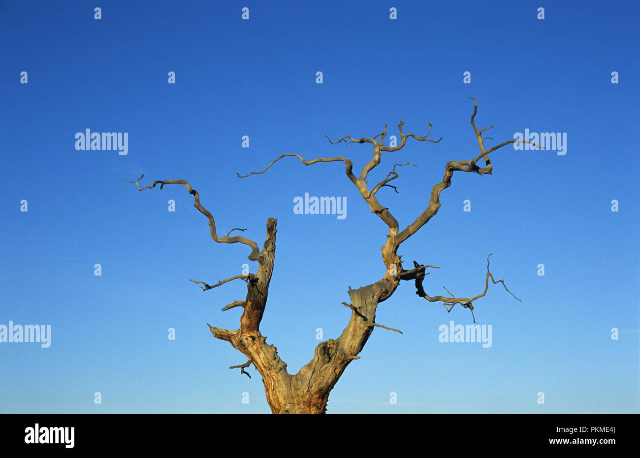 Tot broadleaf Tree im Windsor Great Park, Berkshire, England, Juli 2007 Stockfoto