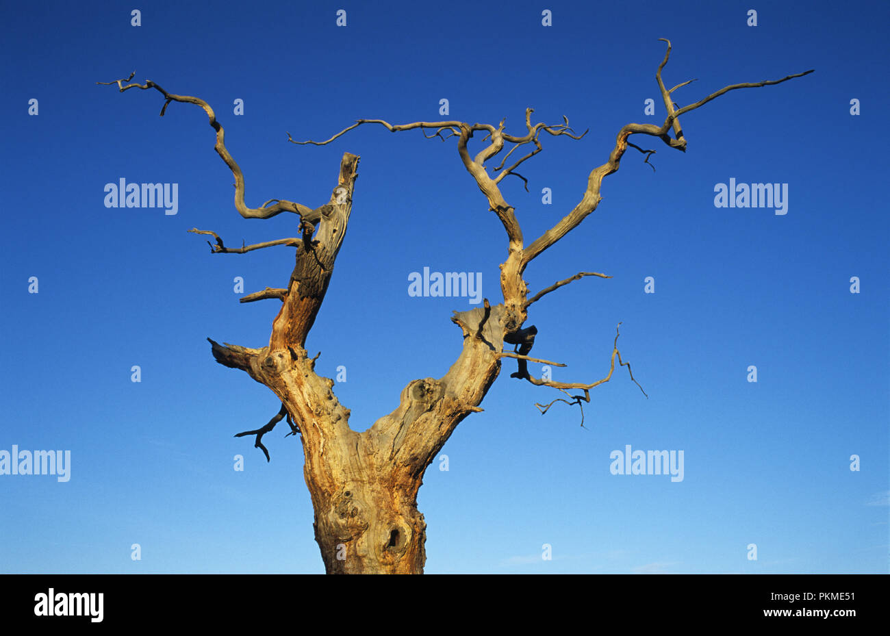 Tot broadleaf Tree im Windsor Great Park, Berkshire, England, Juli 2007 Stockfoto