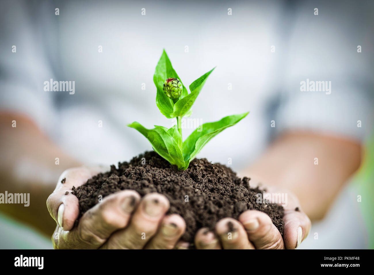 Gartenarbeit Konzept. Alte Frau mit einem neuen Werk in ihren Händen Stockfoto