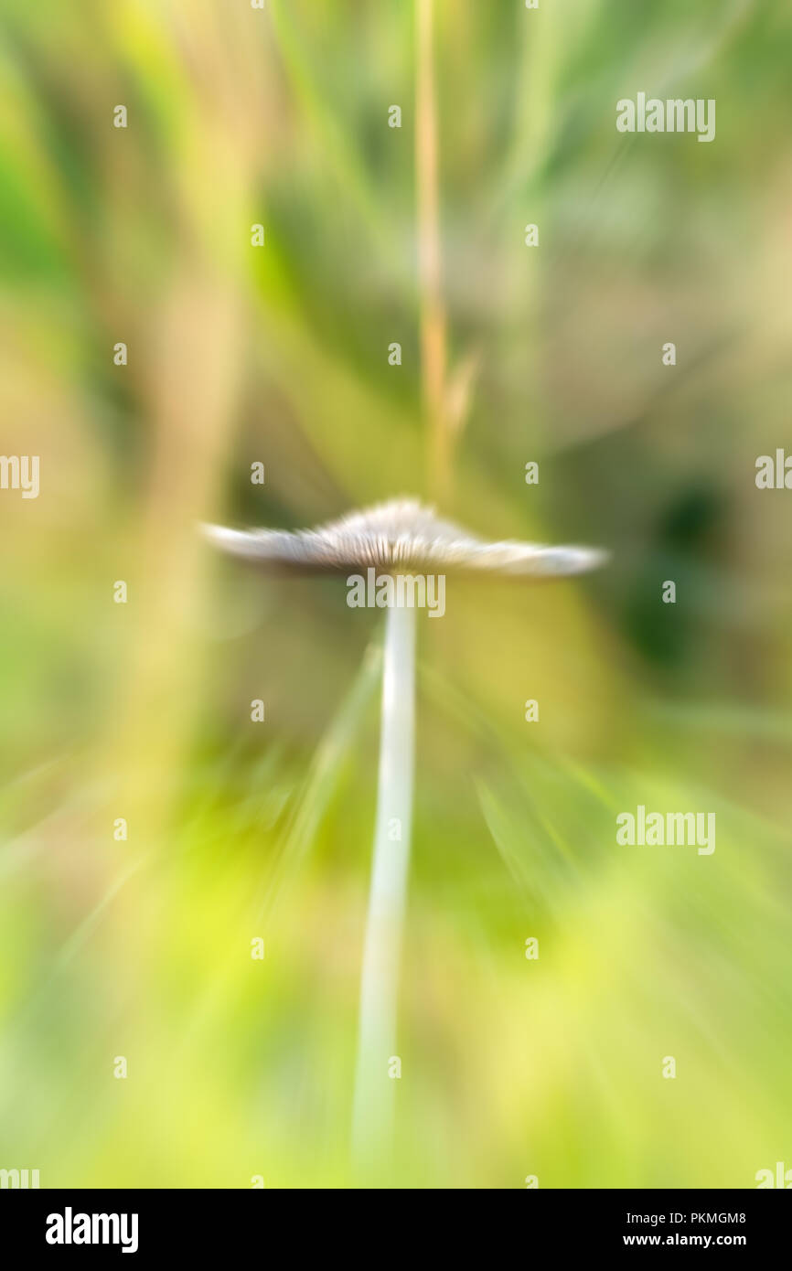 Ein Sonnenschirm Pilz im Grünland Stockfoto