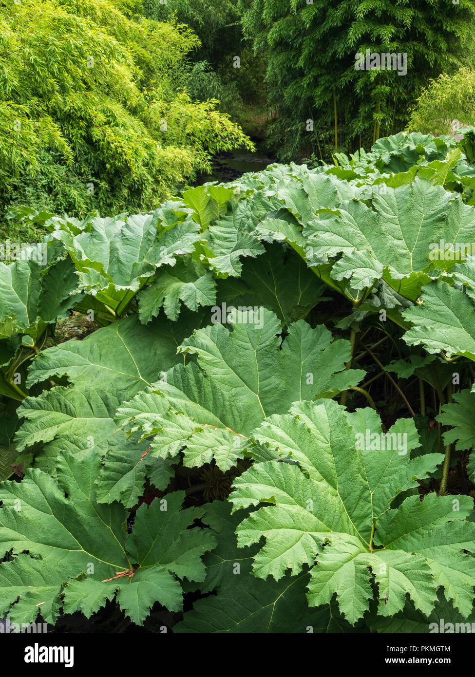 Blätter der Gunnera manicata, National Botanical Conservatory von Brest, Brest Stang-Alar Tal, Agglomeration. Stockfoto
