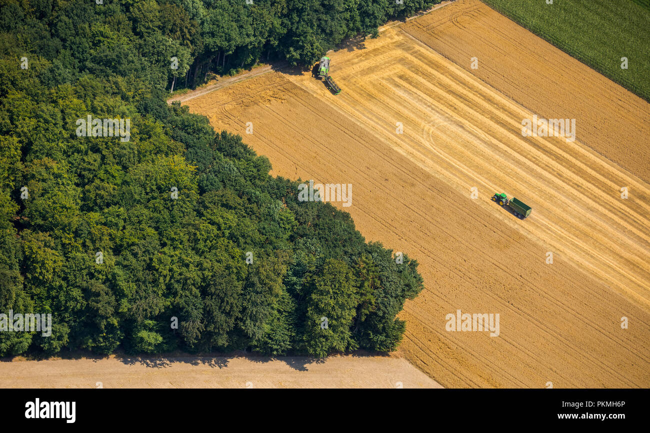 Luftaufnahme, Ernte in Uphusen mit Traktor auf den abgeernteten Maisfeld, Haltern am See, Ruhrgebiet, Nordrhein-Westfalen Stockfoto
