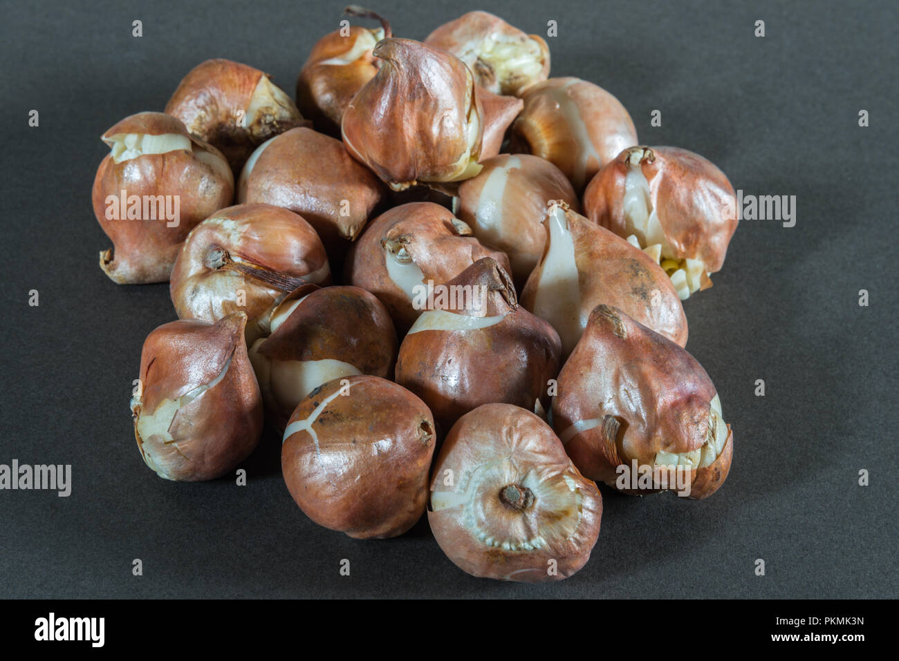 Nahaufnahme von einer Gruppe von trockenen Zwiebeln der Frühling blühenden Garten Tulpenzwiebeln auf einen einfachen grauen Hintergrund im Inneren vor dem Einpflanzen. Stockfoto