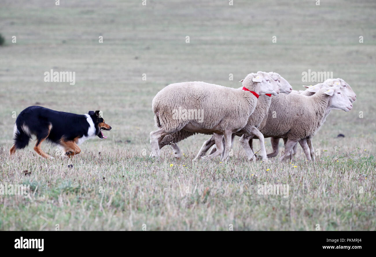 Crawinkel, Thüringen. 14 Sep, 2018. Border Collie Dan am Deutschen Border Collies Schäferhund Meisterschaften. Die besten Hütehunde und hobby Hirten in Deutschland sind in einem Wettbewerb über mehrere Runden ermittelt. Credit: Bodo Schackow/dpa-Zentralbild/ZB/dpa/Alamy leben Nachrichten Stockfoto