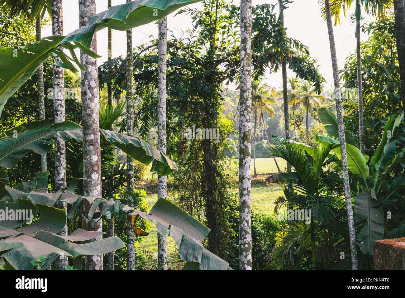 Von tropischen Palmen Wald in der Indischen, Goa. Die schöne Landschaft der tropischen Dschungel. Stockfoto