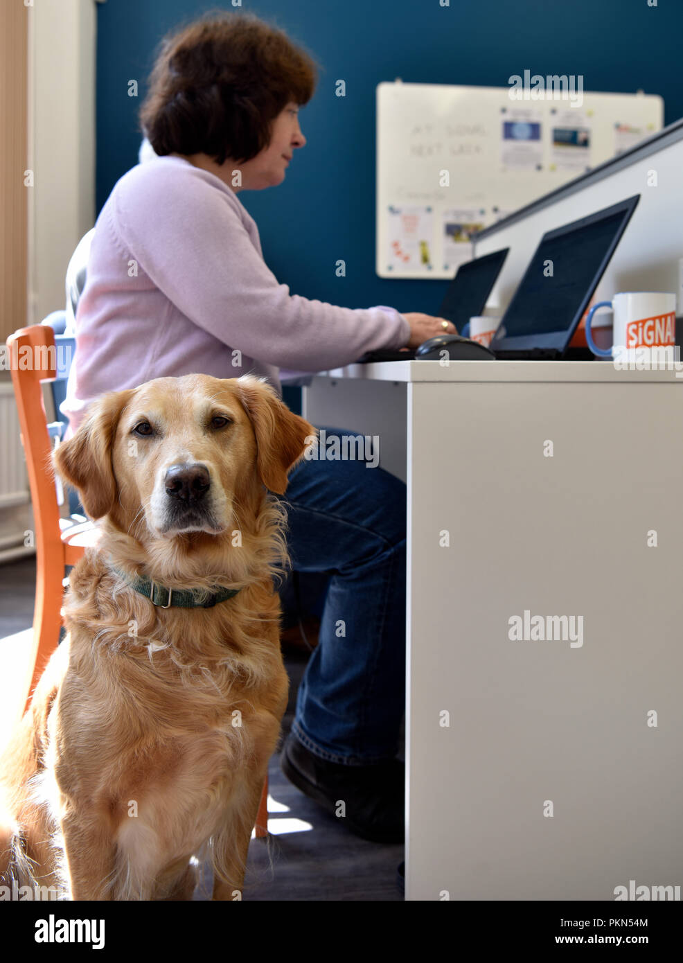 Frau arbeitet sie an ihrem Laptop an ihrem Schreibtisch mit 'Sophie' eine 8 Jahre alte Golden Retriever, während einer Bringen Sie Ihren Hund zu arbeiten Tag, Bordon, Hampshire, UK. Stockfoto