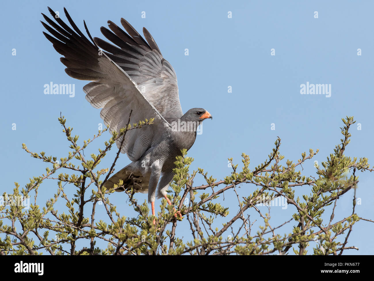 Eine südliche blass Chanting goshawk (Melierax canorus) in Südafrika fotografiert. Stockfoto