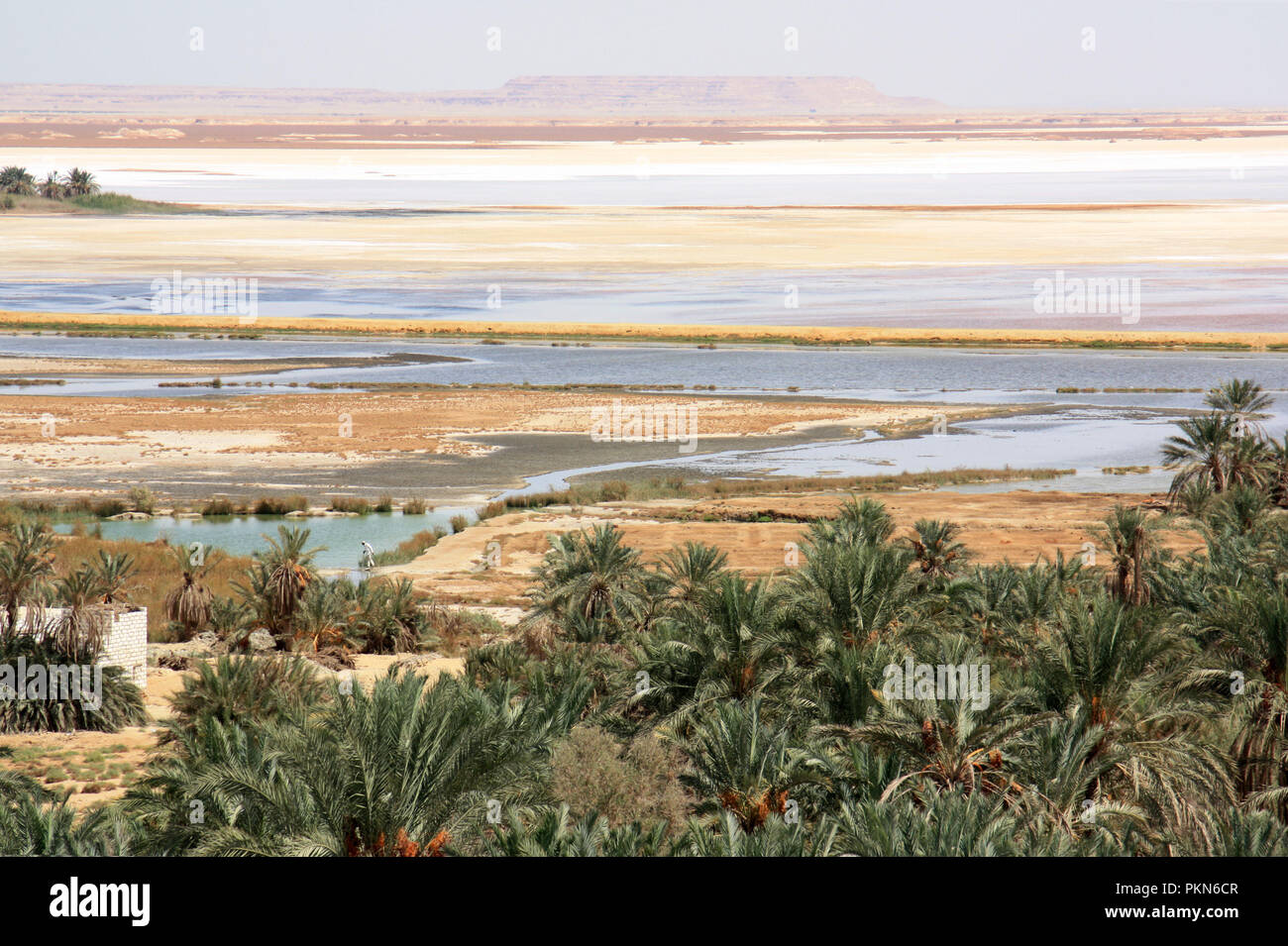 Datum Palm Plantation und Salz Teiche neben einem großen Salzsee in Siwa, Oase Siwa, Ägypten Stockfoto