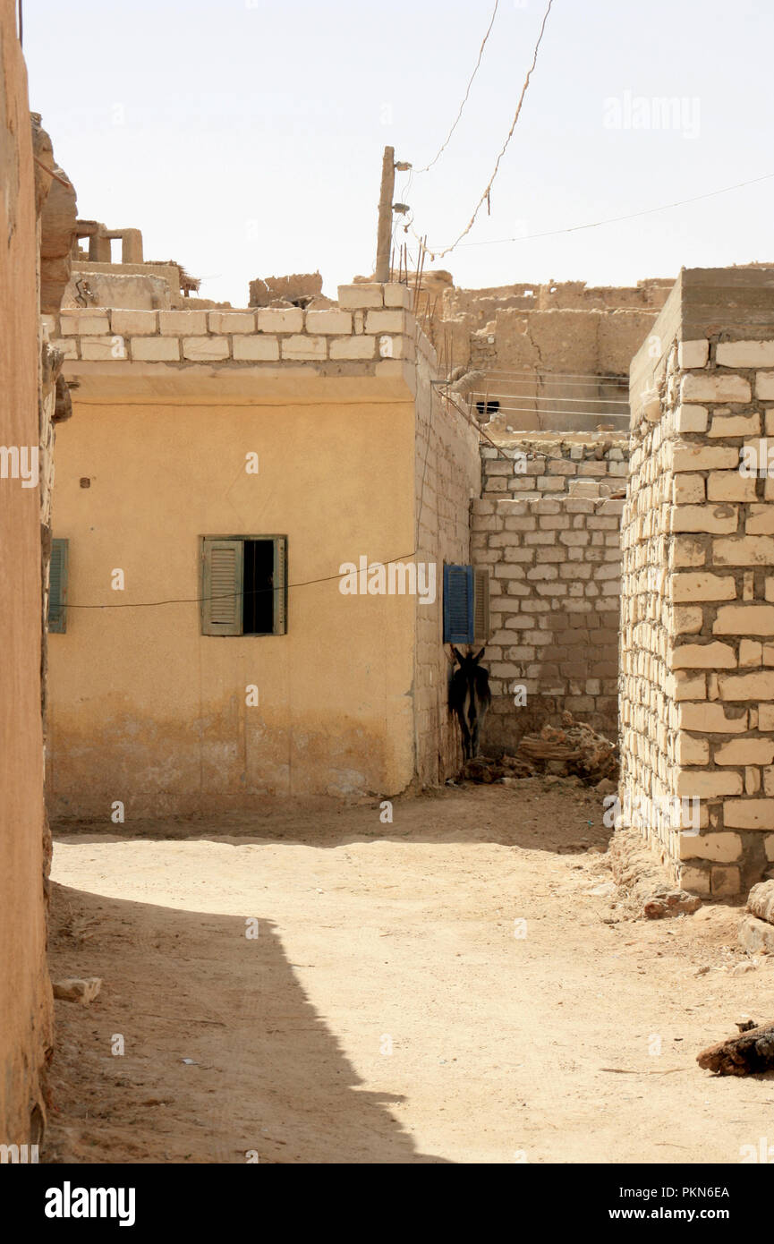 Esel lehnte sich gegen eine Mauer im Zentrum von Siwa, Oase Siwa, Ägypten Stockfoto