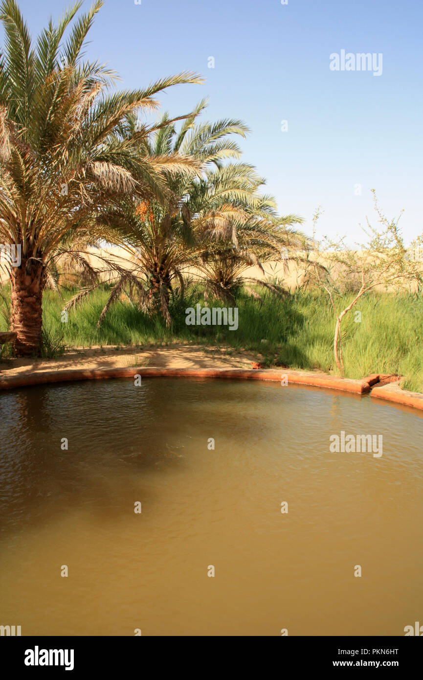 So genannte "Hot Spring" in der Sahara in der Nähe der Oase Siwa, Ägypten Stockfoto