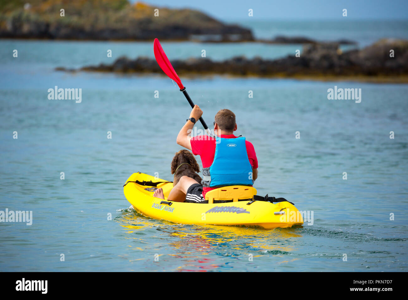 Rückansicht des Mannes in Schwimmweste, im Urlaub, mit Hund im gelben Kajak sitzend, am Meer, paddelnd ins Meer. Sommerurlaub in Großbritannien. Stockfoto
