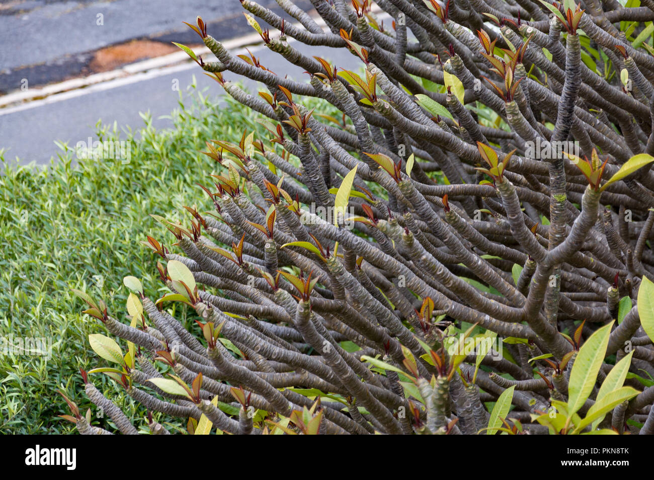 Red Frangipani (Plumeria Rubra) im Frühjahr mal in Camps Bay, Südafrika Stockfoto